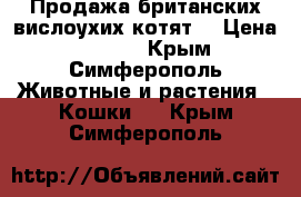 Продажа британских вислоухих котят. › Цена ­ 6 000 - Крым, Симферополь Животные и растения » Кошки   . Крым,Симферополь